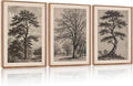 HPINUB Vintage Sketch Tree Framed Canvas Wall Art Set,Modern Nature Botanical Wall Decor, Antique Wilderness Tree Artwork,Minimalist Neutral Art Prints for Living Room,Bedroom(Set of 3,12X16 Inch)